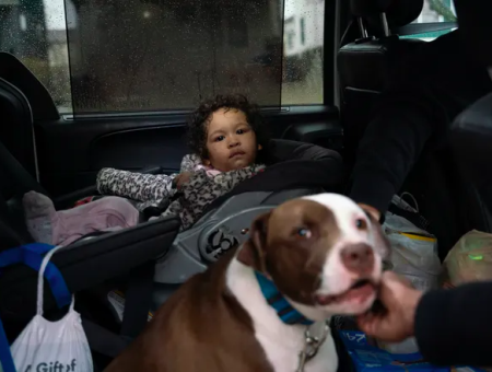 В Детройте бывший уличный пёс Блю спас малышку во время пожара